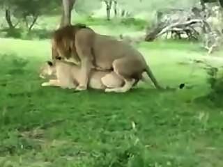 शेरनी seducing शेर