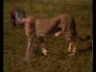 Gepard चीता pornhub जंगली बिल्ली किटी वाइल्ड Katze wildkatze raubtier nackt
