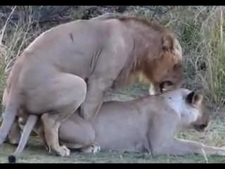 शेर सेक्स